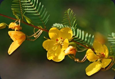 Close-up of yellow flowers with green fern-like leaves on a blurred background.