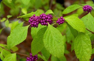 Clusters of vibrant purple berries on a green leafy plant.