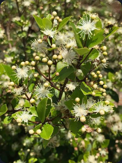 Close-up of white fluffy flowers with green leaves and unopened buds.