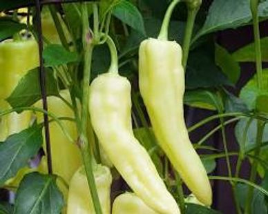 Pale yellow chili peppers growing on a green plant.