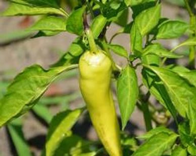 A yellow chili pepper growing on a green plant outdoors.