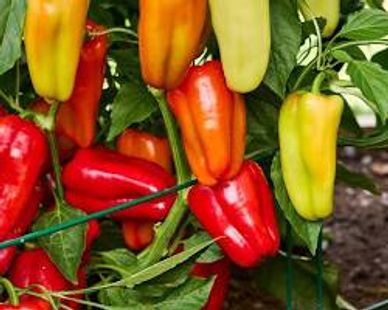 Colorful bell peppers growing on the plant in a garden.