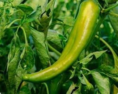 A green chili pepper growing on a plant with green leaves.