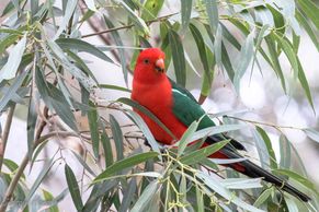 Australian King Parrot (male)