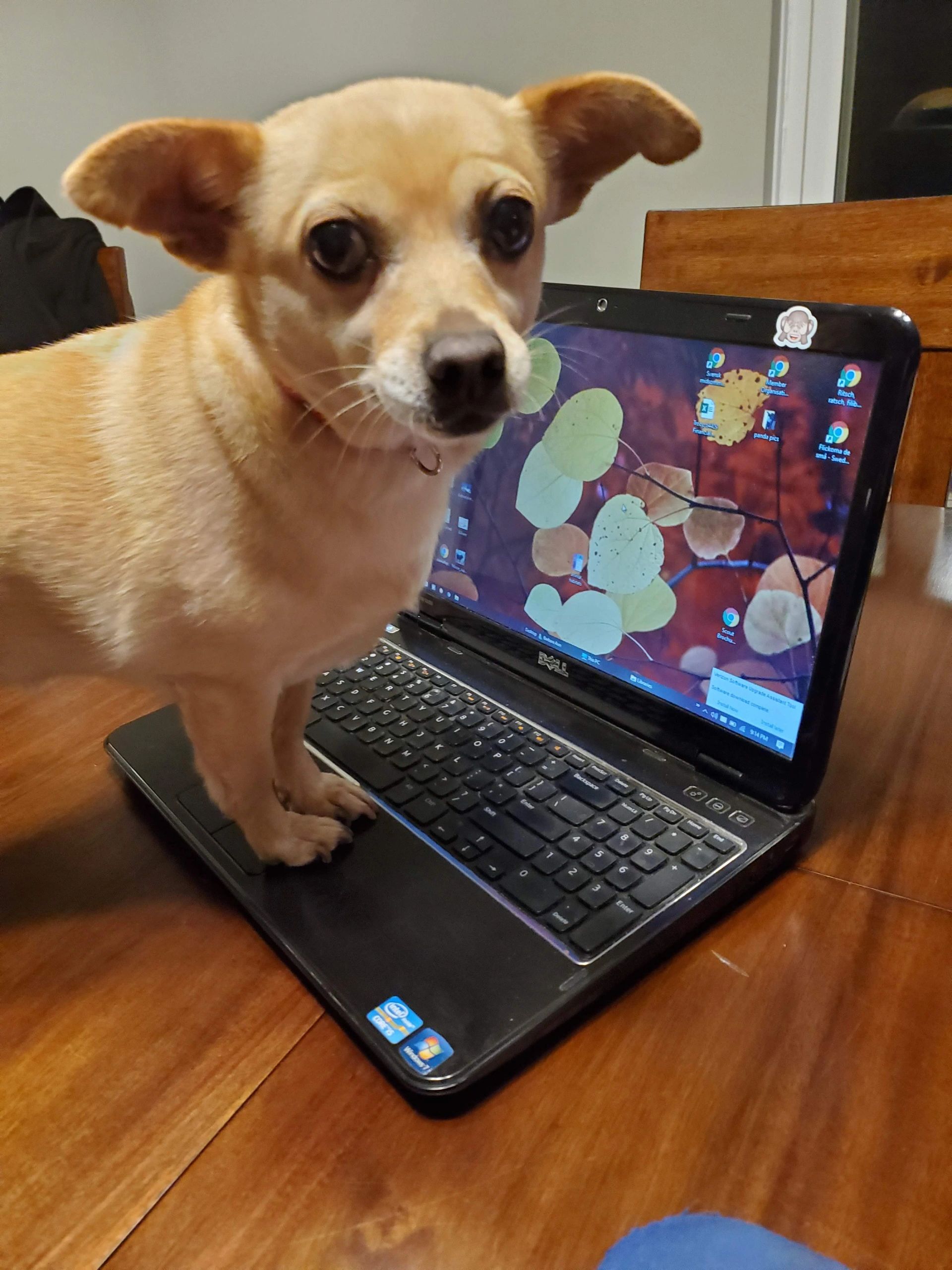 Should You Use Rover? The Pros and Cons of App-Based Pet Sitting