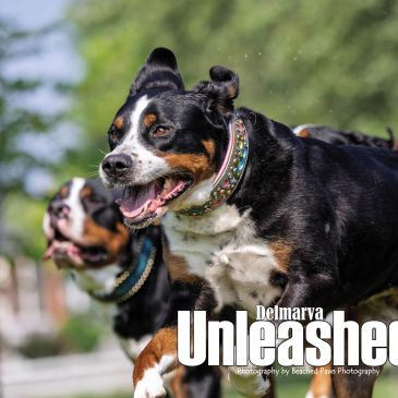 Happy dogs running outside in a sunny park.