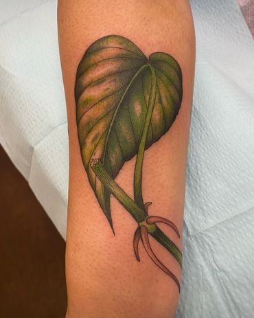 Pothos Leaf Cutting