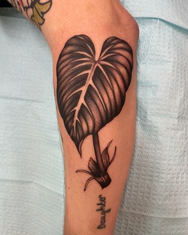 Philodendron Gloriosum Leaf