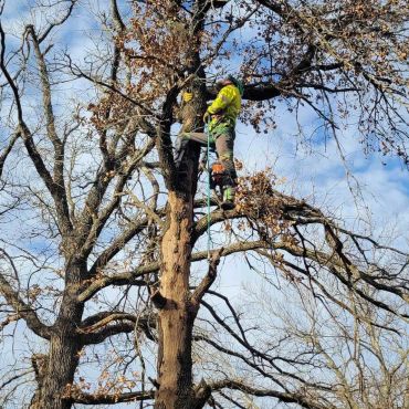 Professional arborist climbing and trimming a tall tree with safety equipment in Yukon, Oklahoma.