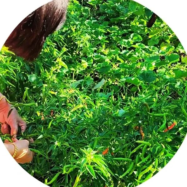 Lady in her garden picking chili peppers
