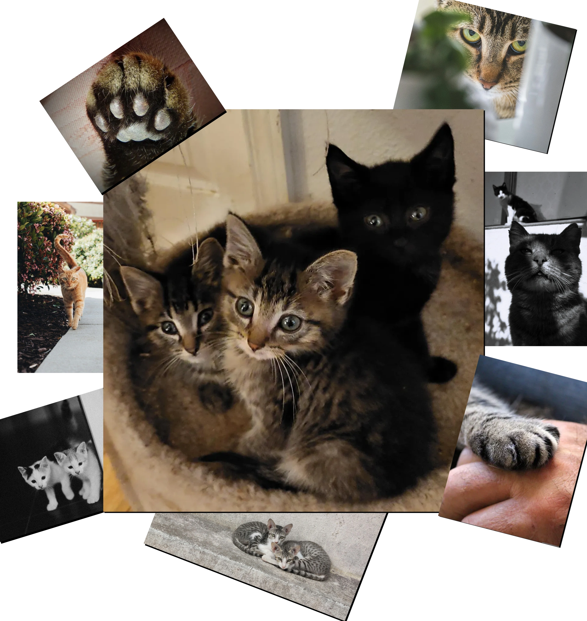 Three adorable feral kittens snuggled together in a cozy spot.