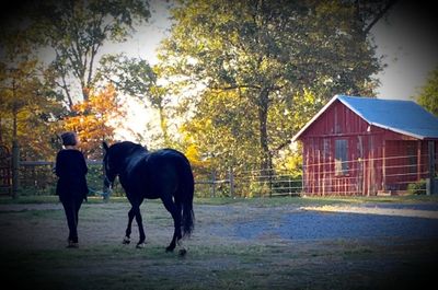 Back to the barn