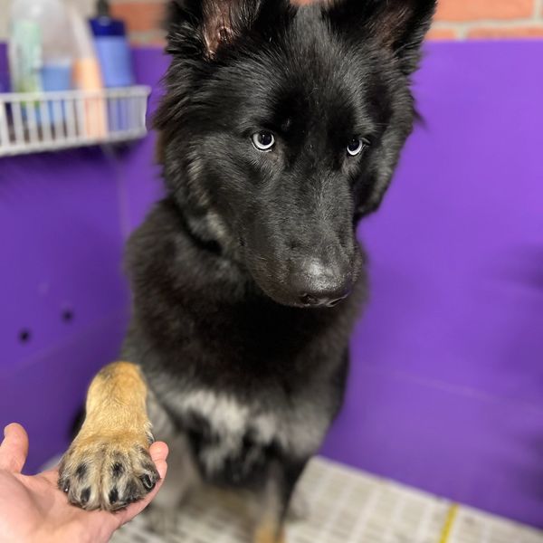 Dog Grooming South Hill Grooming Puyallup, Washington