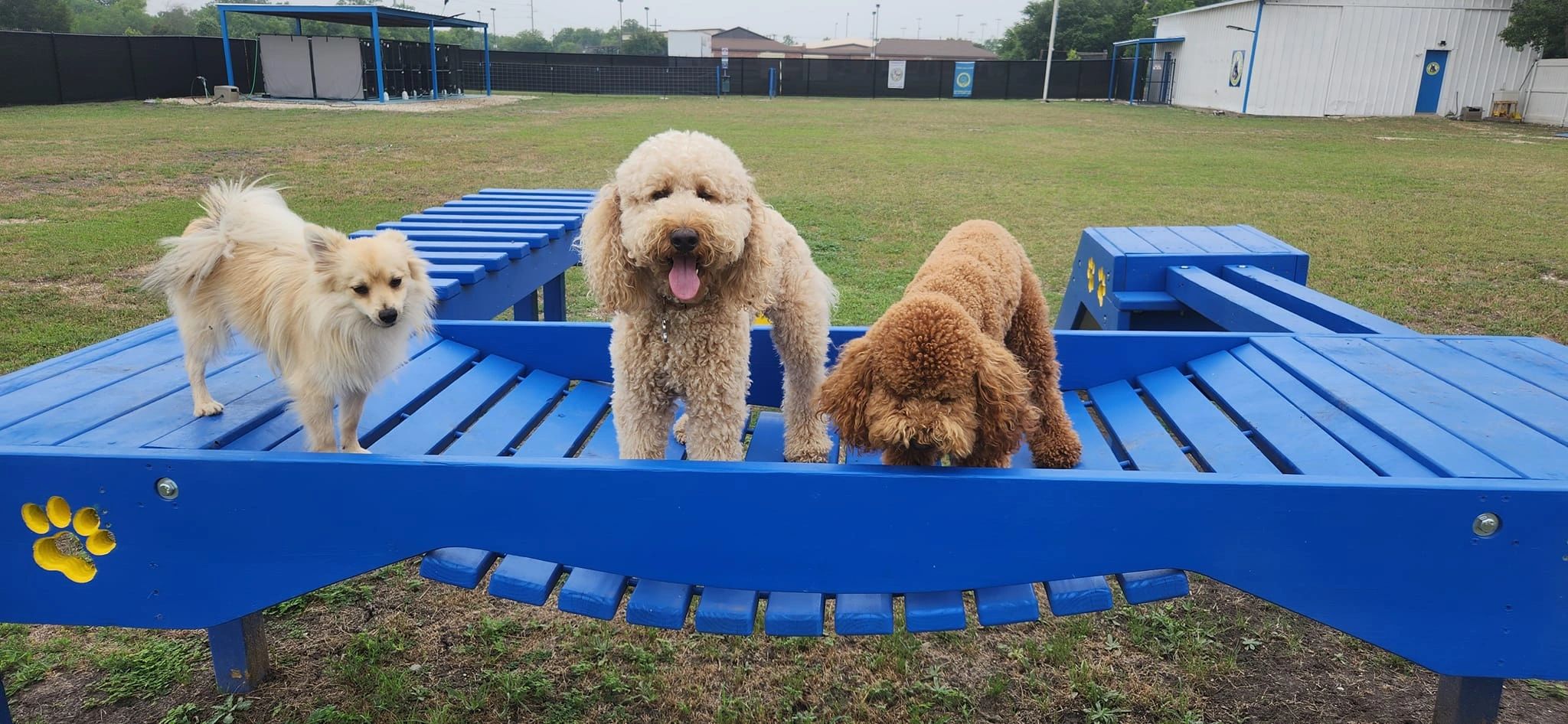 Dog Behaviorist, Evaluations for AKC & Bright & Beautiful Therapy Dogs, Dog Basic & Advanced