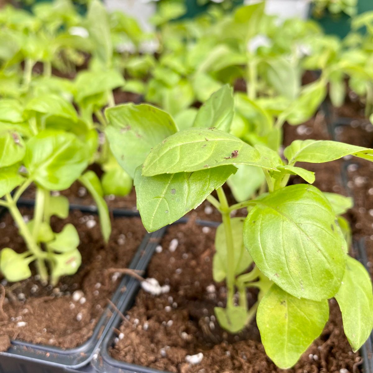 Herb Sweet Large Leaf Basil