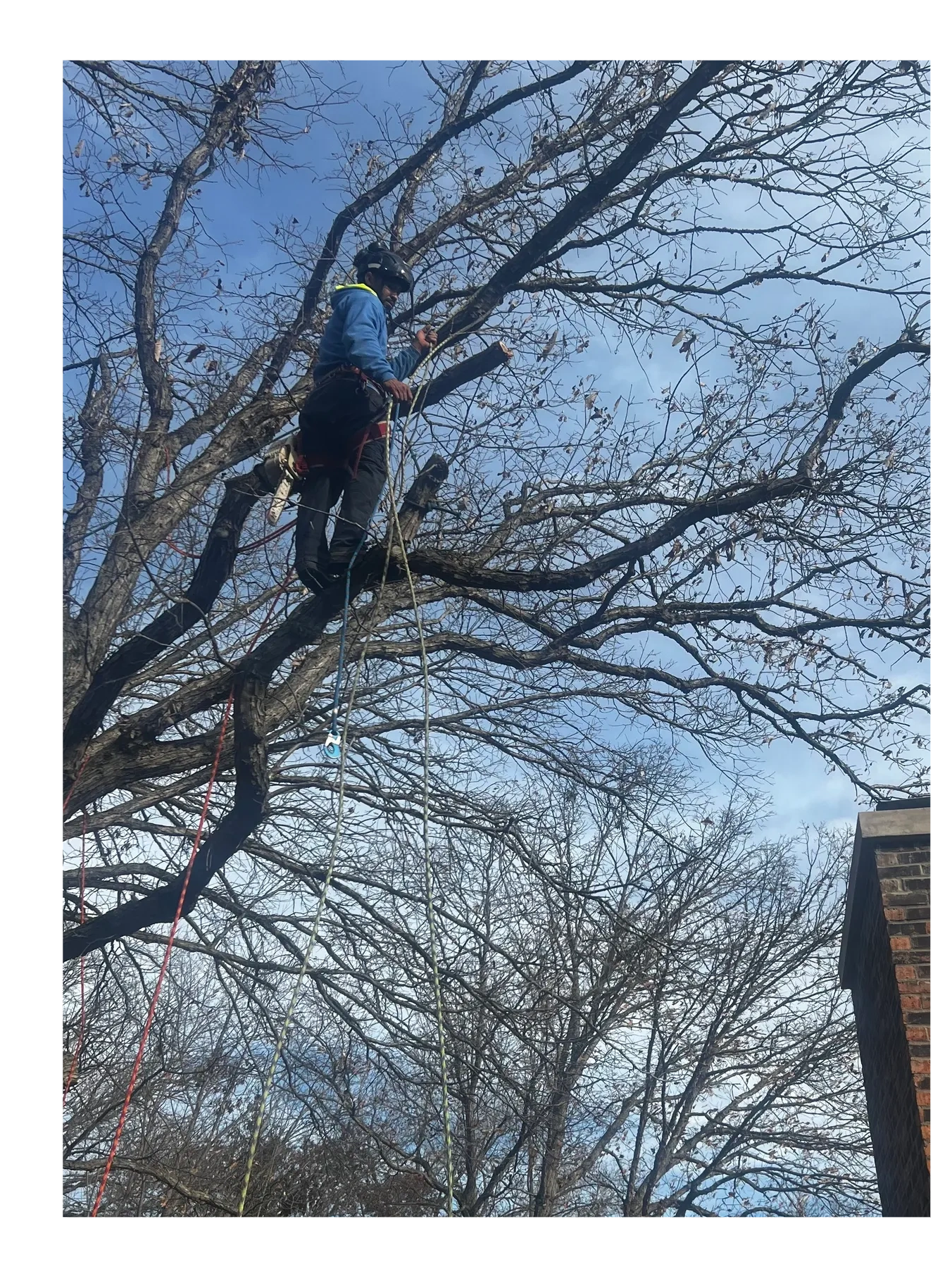 Our professional climber removes large branches over a home to prevent storm damage.