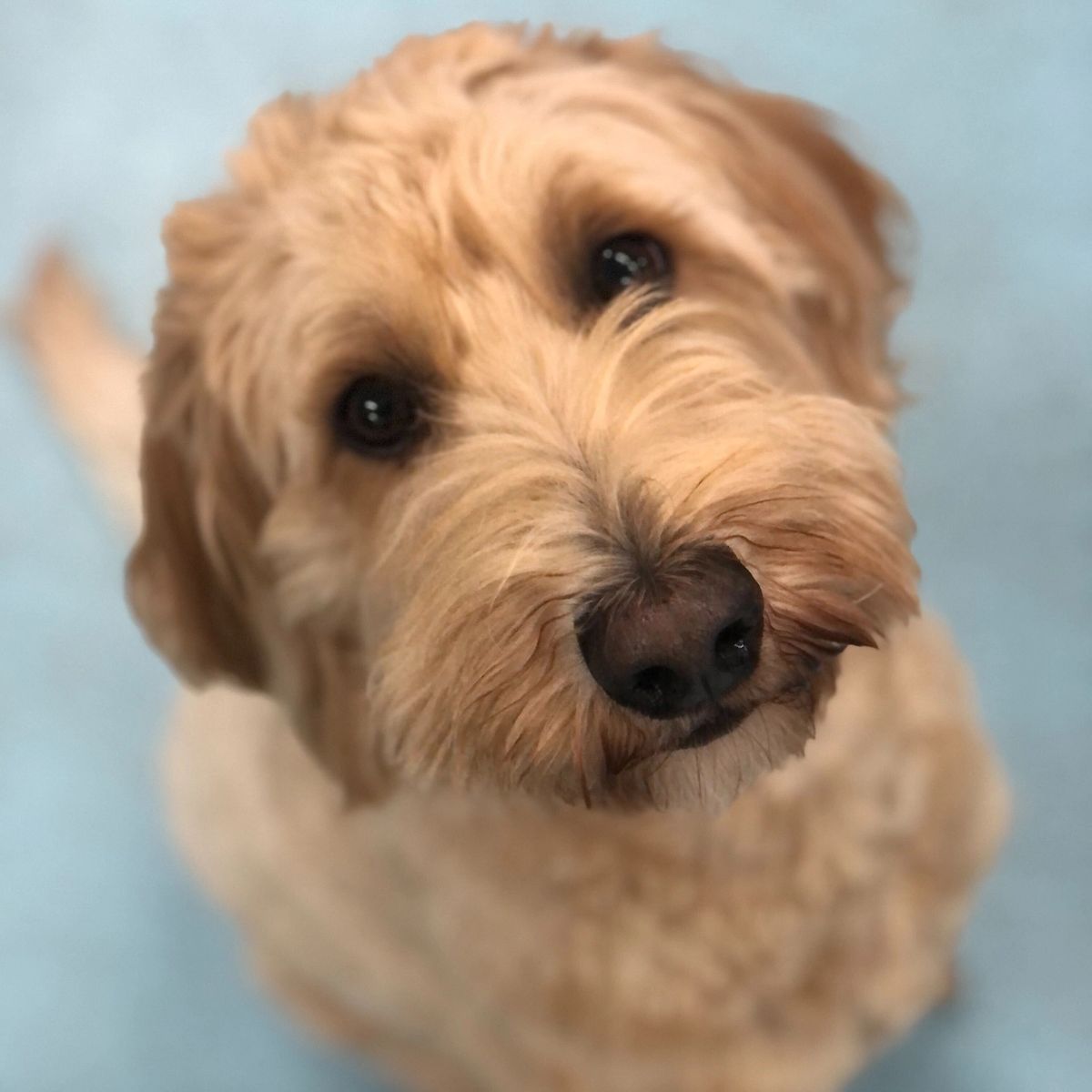 Oh My Dog!