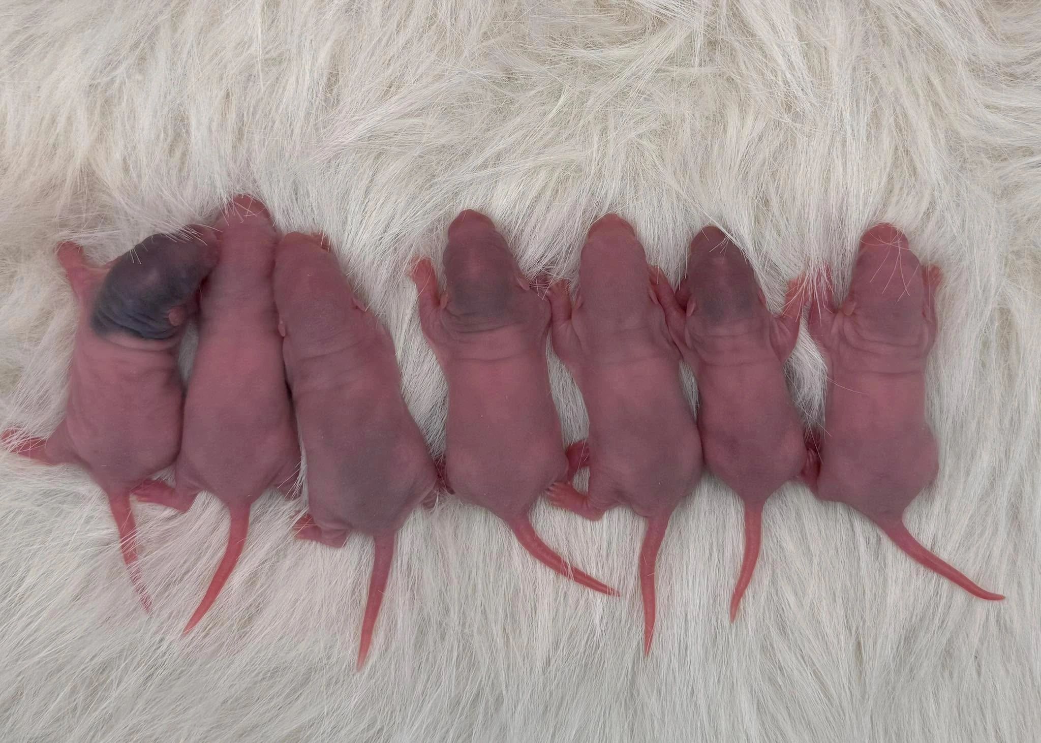 Tinnie Rats Tiny Paws Rattery of Canada