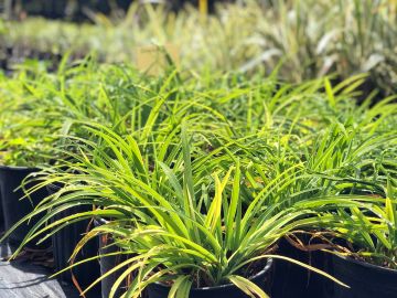 Green potted plants with long leaves in a nursery.