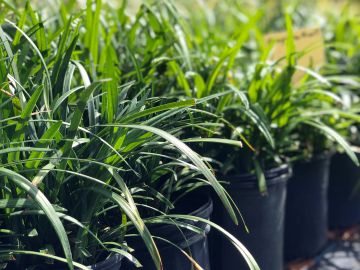 Rows of green potted plants in sunlight.