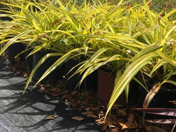 Row of variegated potted plants on black ground.
