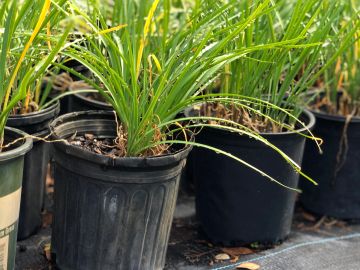 Close-up of potted green plants.