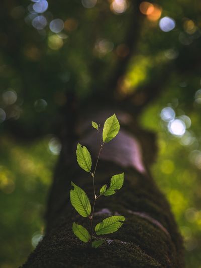 GOAL Foundation is all about growth