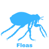 Flea