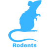 Rodent