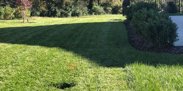 freshly cut grass