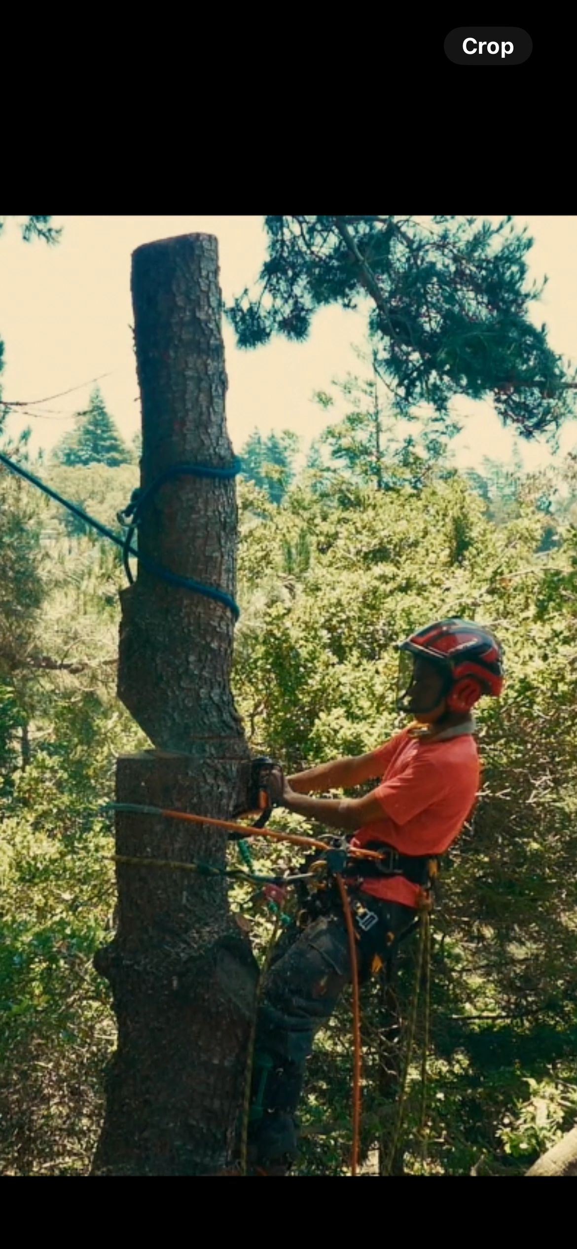 Top tree service near me illusion tree experts