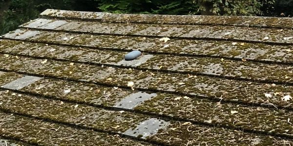 A moss-covered roof with scattered leaves and a vent pipe.