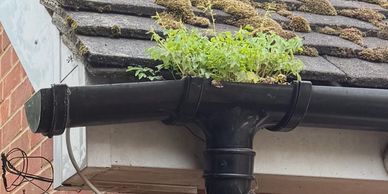 Plants growing inside a clogged gutter on a roof.