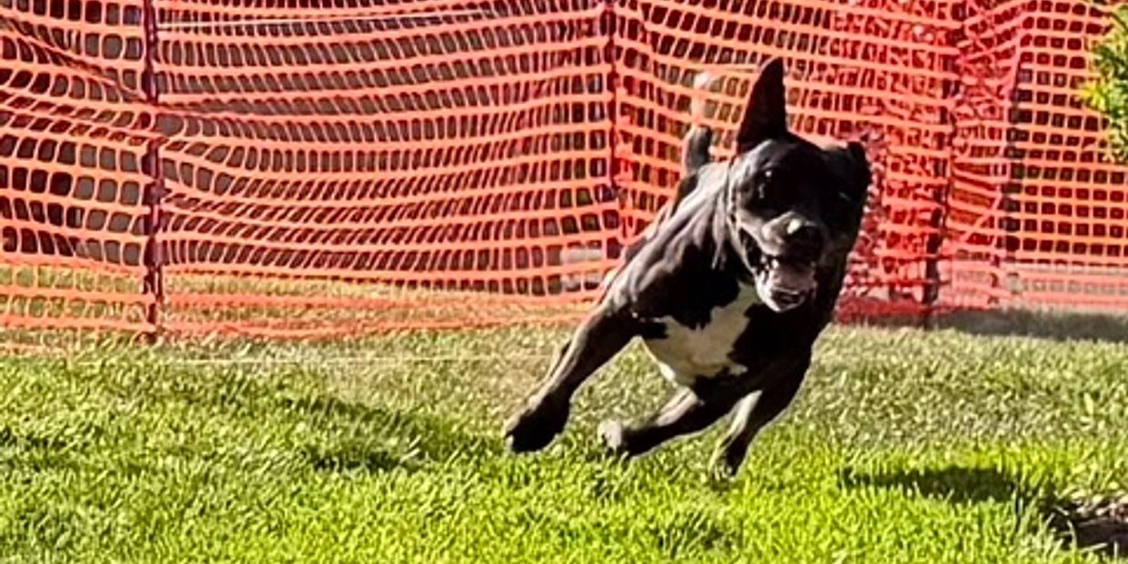 A black and white dog running energetically on grass near an orange safety fence.