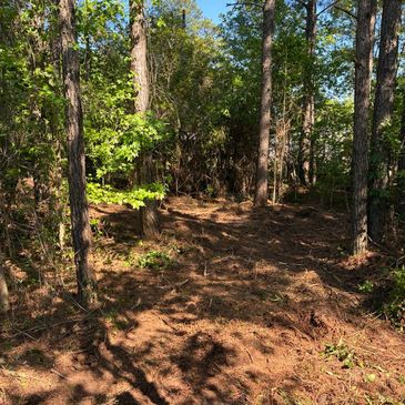 A sunlit forest clearing with tall trees and leafy undergrowth.