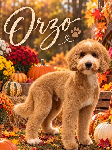 Orzo the dog in autumn setting.