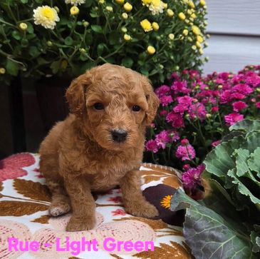 Cute brown curly puppy surrounded by colorful flowers.