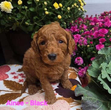 Cute brown curly puppy sitting among flowers.