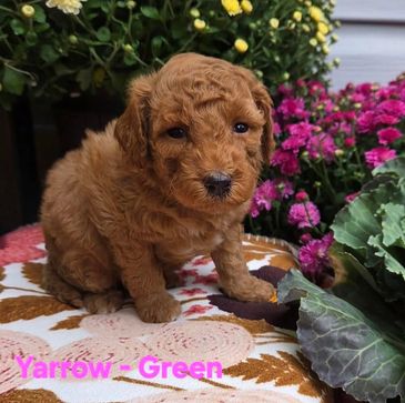 Cute curly brown puppy sitting near flowers.