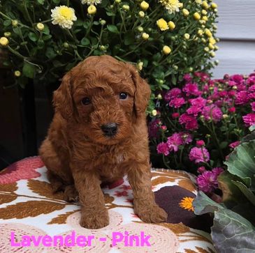 Adorable brown puppy sitting among colorful flowers.