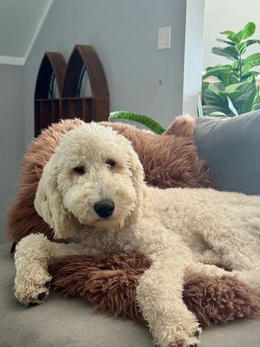 Curly-haired dog resting on a couch.