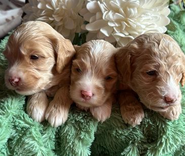 Three adorable newborn puppies lying on a green blanket.