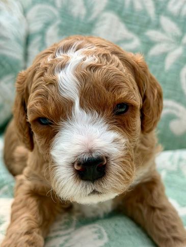 Close-up of a curly brown and white puppy.