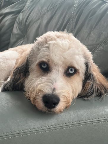 Dog with striking blue eyes lying on a couch.