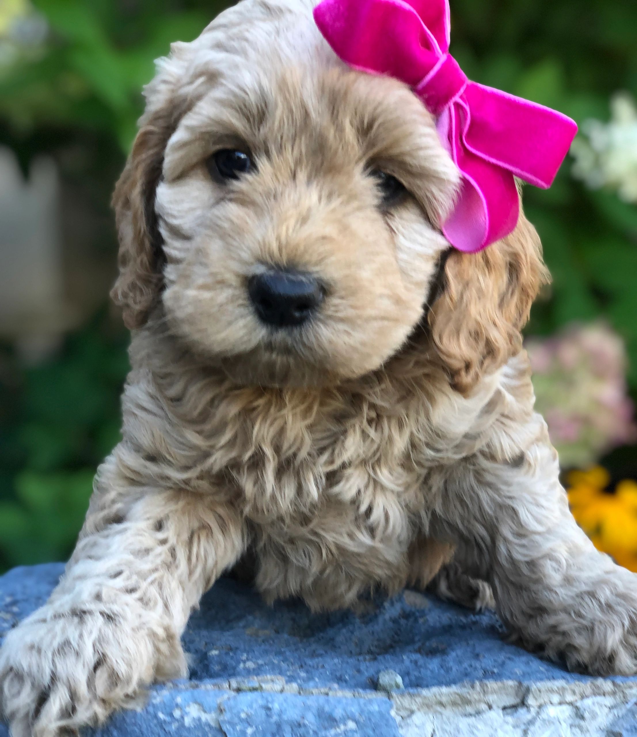 Mini Cockapoo Mini Cockapoo
