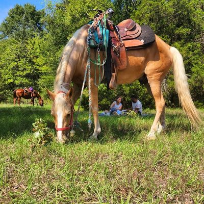 A saddled horse grazing in a grassy field with two people sitting in the background.