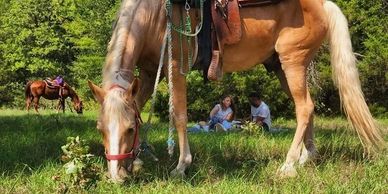 Private horseback riding picnic near Dallas—scenic trails, horses, and local Texas adventure.
