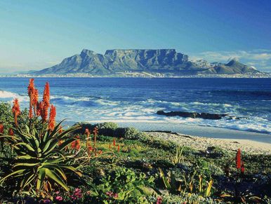 An ocean view with so many small grasses