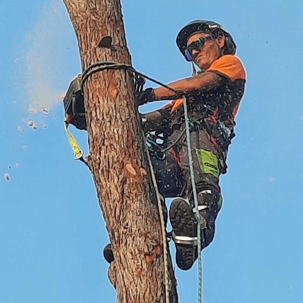 Tree removal arborist 