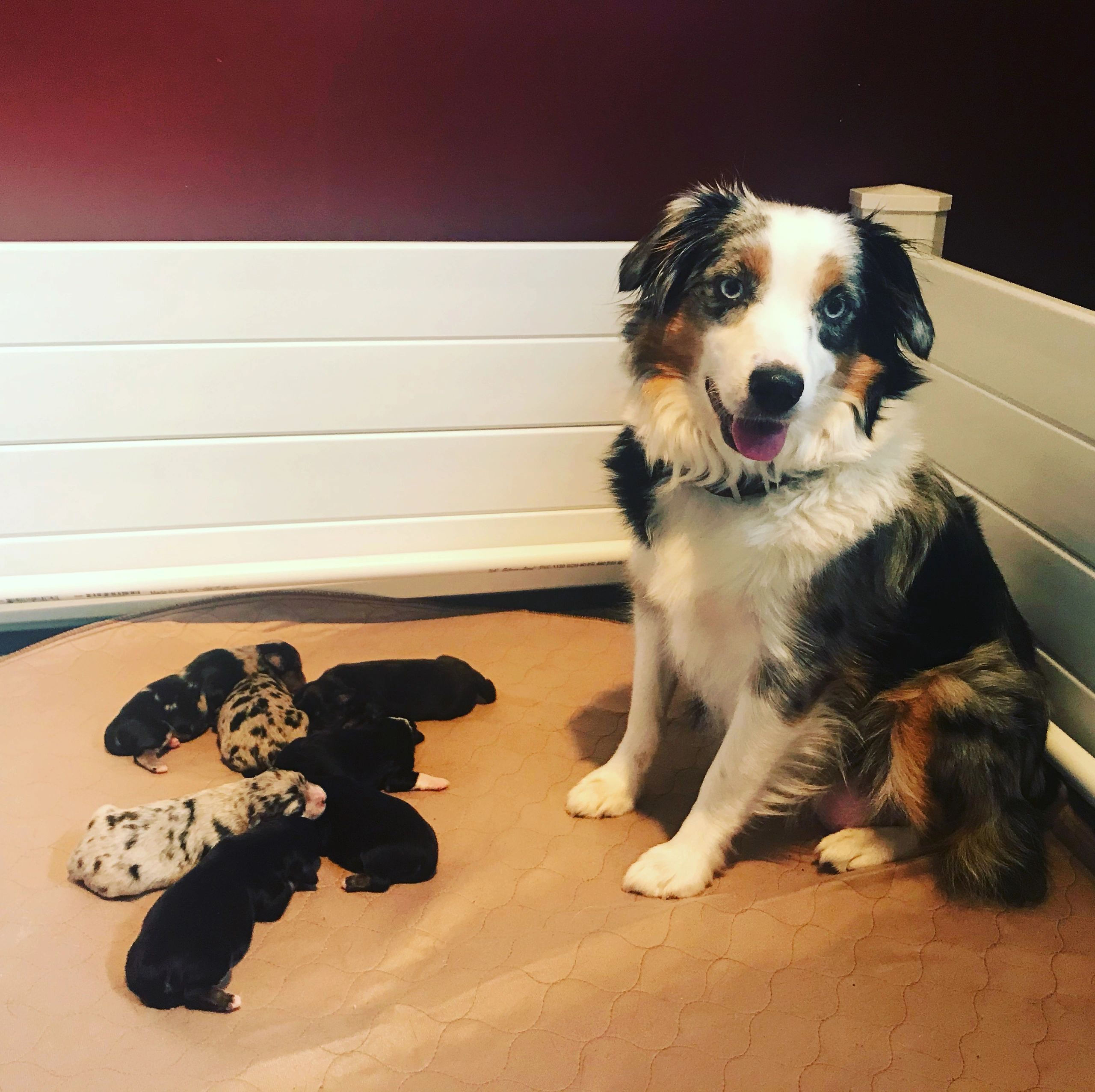 Paws Itively Posh A Glamorous Retreat For Your Furry Friend In Woburn - y2az459